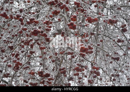 Schneebedeckte Apfelbaum. Stockfoto