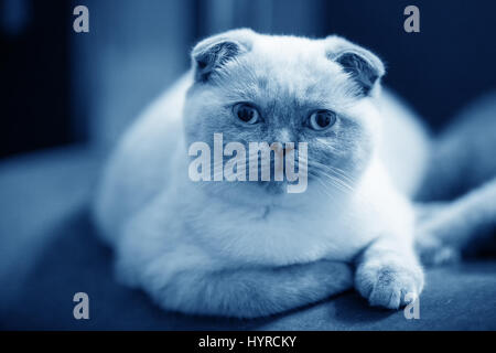 Niedliche kleine Scottish fold Farbe Punkt Kätzchen. Blau gefärbt Stockfoto