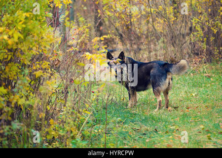 Hundewiesen in einem Wald im Herbst Stockfoto