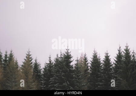 Immergrüner Baum Tops Stockfoto