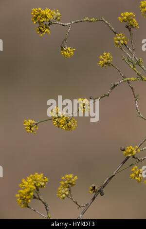 Kornelkirsche, Kornel-ueberzeugt, Kornellkirsche, Kornell-ueberzeugt, Blüte, Blüten, Cornus Mas, Cornelian Cherry, Cornouiller Mâle Stockfoto