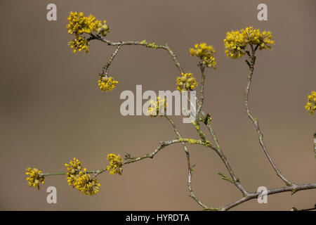 Kornelkirsche, Kornel-ueberzeugt, Kornellkirsche, Kornell-ueberzeugt, Blüte, Blüten, Cornus Mas, Cornelian Cherry, Cornouiller Mâle Stockfoto