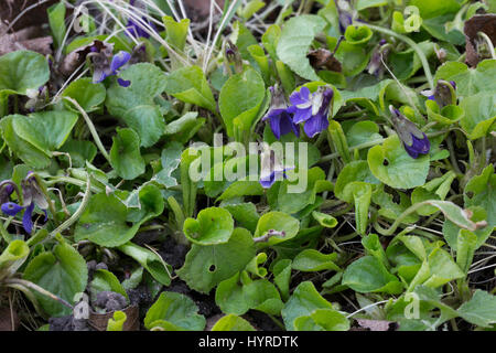 März-Bundesligisten, Duftveilchen, Wohlriechendes Veilchen, Märzveilchen, Viola Odorata, Sweet Violet, englische Violet, gemeinsame violett, Garten-violett Stockfoto