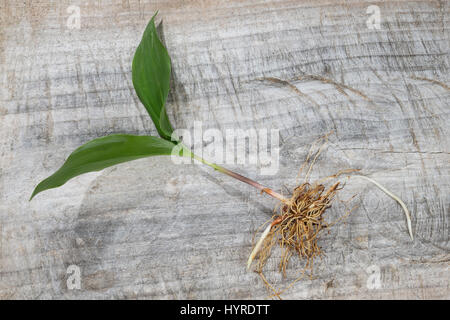 Gewöhnliches Maiglöckchen, Frische Blätter Vor der Blüte, Mai Glöckchen, Convallariaarten Majalis, Leben von Valley, Muguet Stockfoto