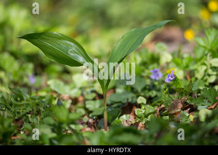 Gewöhnliches Maiglöckchen, Frische Blätter Vor der Blüte, Mai Glöckchen, Convallariaarten Majalis, Leben von Valley, Muguet Stockfoto