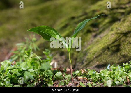 Gewöhnliches Maiglöckchen, Frische Blätter Vor der Blüte, Mai Glöckchen, Convallariaarten Majalis, Leben von Valley, Muguet Stockfoto