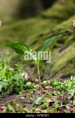 Gewöhnliches Maiglöckchen, Frische Blätter Vor der Blüte, Mai Glöckchen, Convallariaarten Majalis, Leben von Valley, Muguet Stockfoto