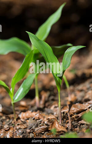 Gewöhnliches Maiglöckchen, Frische Blätter Vor der Blüte, Mai Glöckchen, Convallariaarten Majalis, Leben von Valley, Muguet Stockfoto