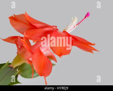 Schöne rosa Schlumbergera Truncata Blume, allgemein bekannt als Weihnachtskaktus. Closeup vor grauem Hintergrund mit Textfreiraum Stockfoto