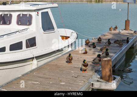 Gruppe von wilden Enten auf einem Holzsteg mit festgemachten Boot sitzen. Am Balaton, Keszthely, Ungarn. Stockfoto