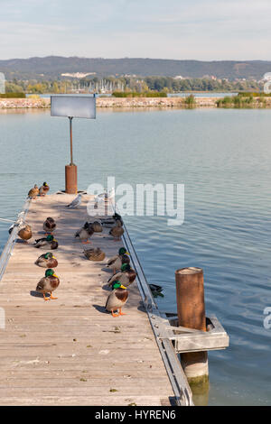 Gruppe von wilden Enten sitzen auf einem hölzernen Pier. Am Balaton, Keszthely, Ungarn. Stockfoto