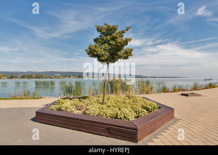 Landacape mit Baum am See Efott Ufer in Keszthely, Ungarn. Stockfoto