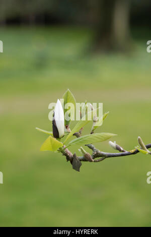 Magnolia Macrophylla 'Manchu Fan' Knospe Eröffnung im Frühjahr am Worcester College im Frühjahr. Oxford, Oxfordshire, England Stockfoto