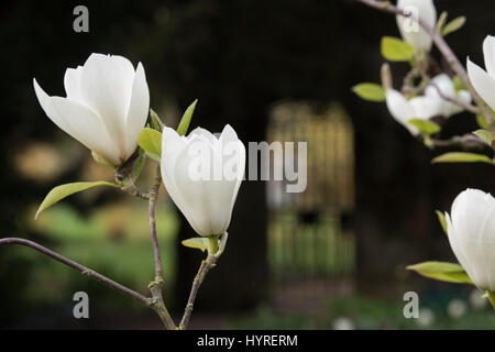 Magnolia Macrophylla "Manchu Fan" Blumen im Frühling am Worcester College im Frühjahr. Oxford, Oxfordshire, England Stockfoto