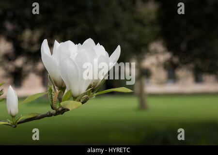 Magnolia Macrophylla "Manchu Fan" Blumen im Frühling am Worcester College im Frühjahr. Oxford, Oxfordshire, England Stockfoto