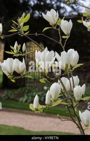 Magnolia Macrophylla "Manchu Fan" Blumen im Frühling am Worcester College im Frühjahr. Oxford, Oxfordshire, England Stockfoto