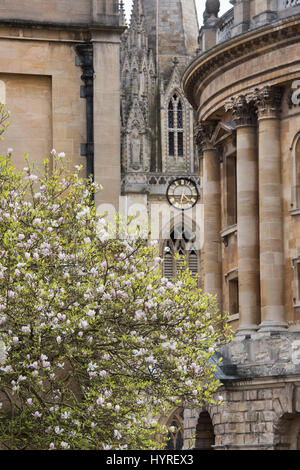 Magnolie und Oxford Radcliffe Camera Gebäude im Frühjahr. Oxford, Oxfordshire, England Stockfoto Magnolie und Oxford Radcliffe Camera Gebäude im Frühjahr. Oxford, Oxfordshire, England Stockfoto