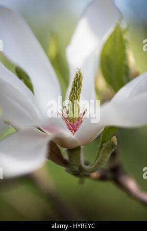 Magnolia × Soulangeana "Alba Superba" Blume im Frühling Stockfoto