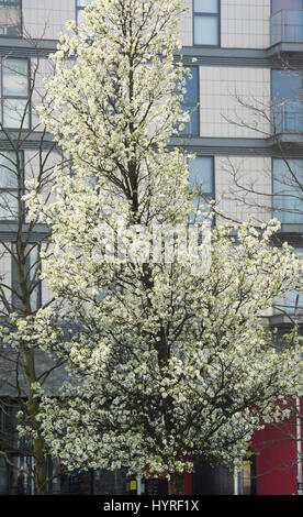 Pyrus Calleryana 'Chanticleer'. Callery Birne 'Chanticleer' Bäume in Blüte auf den Straßen in Milton Keynes, Buckinghamshire, England Stockfoto