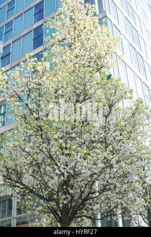 Pyrus Calleryana 'Chanticleer'. Callery Birne 'Chanticleer' Bäume in Blüte auf den Straßen in Milton Keynes, Buckinghamshire, England Stockfoto