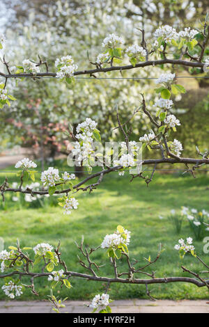 Pyrus Communis. Birne "Beurre Hardy" Fan trainiert auf Draht in Blüte. RHS Wisley Gärten. Surrey, England Stockfoto