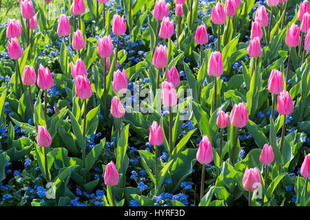 Tulipa. Tulpe "Weihnachtstraum" Blumen im Sonnenlicht. VEREINIGTES KÖNIGREICH. Einzelne frühe Tulpe Blume Anzeige Stockfoto