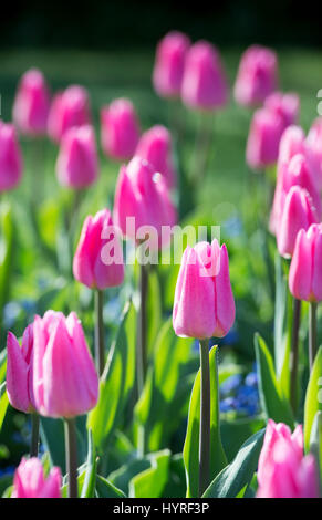 Tulipa. Tulpe "Weihnachtstraum" Blumen im Sonnenlicht. VEREINIGTES KÖNIGREICH. Einzelne frühe Tulpe Blume Anzeige Stockfoto