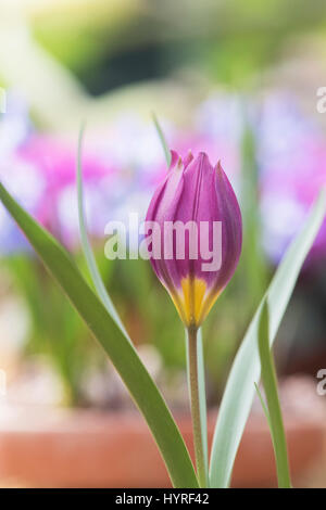 Tulipa Humilis "Odalisque". Tulpe Blüte im Frühjahr. VEREINIGTES KÖNIGREICH. Miniatur-Tulpe Stockfoto