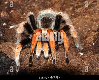 Mexikanische Fireleg oder Rustleg-Vogelspinne (Brachypelma Boehmei) heimisch in Mexiko, vor allem der pazifischen Küste von Guerrero Staat Stockfoto