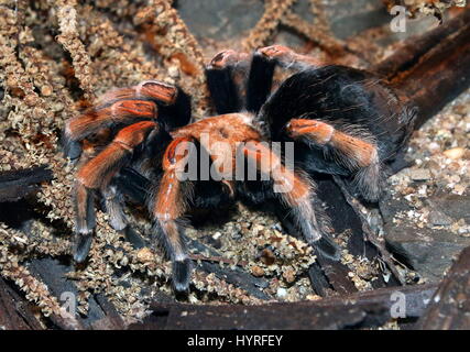 Mexikanische Fireleg oder Rustleg-Vogelspinne (Brachypelma Boehmei) heimisch in Mexiko, vor allem der pazifischen Küste von Guerrero Staat Stockfoto