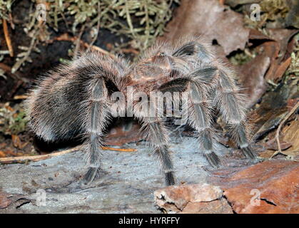 Weibliche brasilianische Lachs rosa Vogel Essen Tarantel (Lasiodora Parahybana), drittgrößte Tarantel-Arten Stockfoto