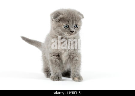 Scottish Fold (Felis Silvestris Catus), Kätzchen, Alter 6 Wochen, Farbe Blau tortie Stockfoto