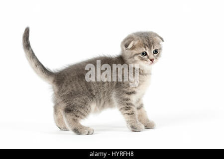 Scottish Fold (Felis Silvestris Catus), Kätzchen, Alter 6 Wochen, Farbe blau tabby Stockfoto