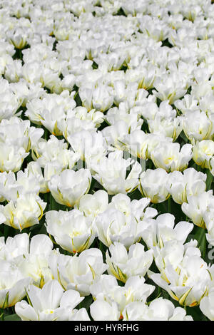 Blühende Tulpen, weiße gefüllte Fosteriana Tulpe Sorte exotische Kaiser (Tulipa Fosteriana exotische Kaiser) Keukenhof, Lisse Stockfoto