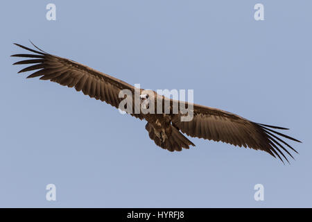 Kapuzengeier, Necrosyrtes monachus, Kartong, Gambia, Westafrika Stockfoto