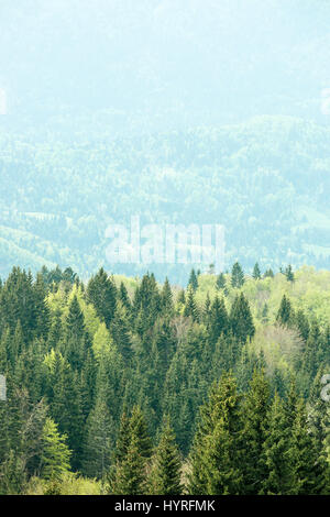 Gesunde, bunte Nadel- und Laubbäume Wald mit alten und großen Bäumen in öde Wildnis des Nationalparks. Nachhaltiges Wirtschaften, ecosyst Stockfoto