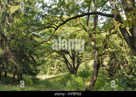 Alten Park in der Nähe von Schönborn Schloss, ehemalige Karpaten Residenz der Grafen Schönborn in Chynadiyovo, Ukraine. Stockfoto