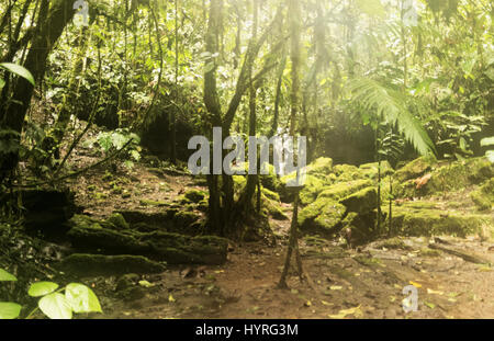Eine dichte tropische Waldszene mit Sonnenlicht, das durch die Baumkronen filtert und moosbedeckte Felsen und Baumstämme beleuchtet. Der Waldboden ist feucht und verstreut mit gefallenen Blättern und schlanken Bäumen Stockfoto