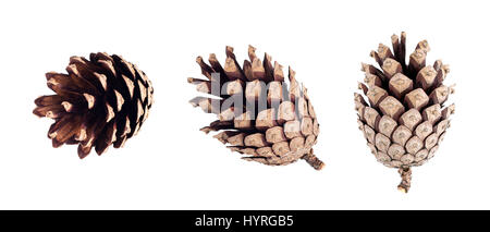 Satz von Tannenzapfen isoliert auf weißem Hintergrund. Objekt Stockfoto