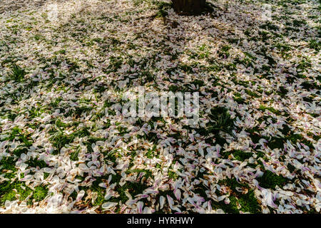 Abgefallene Blütenblätter aus einem Magnolienbaum im Frühling Stockfoto