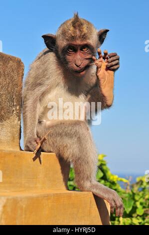 Affen (Macaca Fascicularis) in der Nähe von Pura Ulawatu Tempel. Ubud, Bali Indonesien. Stockfoto