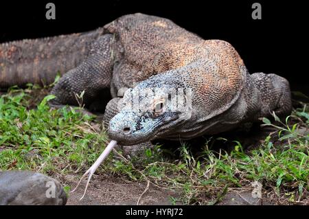 Komodo-Waran, die größte Echse der Welt, Indonesien Stockfoto