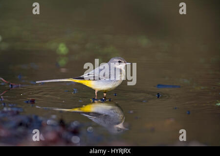 Graue Bachstelze Motacilla Cinerea weibliche Norfolk winter Stockfoto