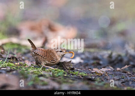 Zaunkönig Troglodytes Troglodytes mit Mahlzeit Wurm im Wald North Norfolk März Stockfoto