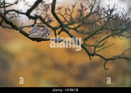 Schleiereule Tyto Alba weibliche Jagd vom Baum am Rand der Wiese North Norfolk Stockfoto