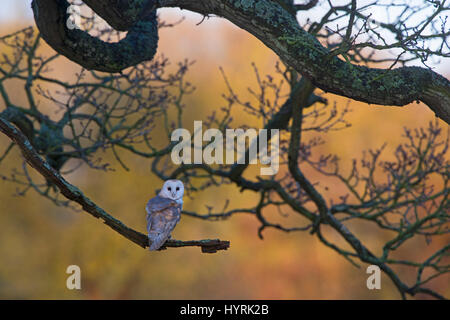 Schleiereule Tyto Alba weibliche Jagd vom Baum am Rand der Wiese North Norfolk Stockfoto