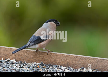 Eurasische Gimpel Pyrrhula Pyrrhula Femalat Futtertisch Norfolk April Stockfoto
