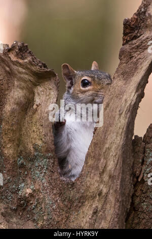 Graue Eichhörnchen Sciurus Carolinensis im Wald Norfolk Stockfoto