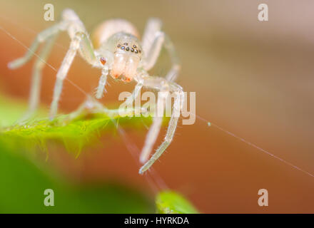 Der weiße Walker - Sac spider Stockfoto