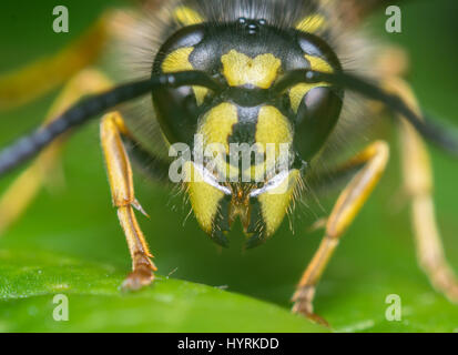 Porträt einer Wespe mit großen Fängen auf einem Blatt. Vespula vulgaris Stockfoto